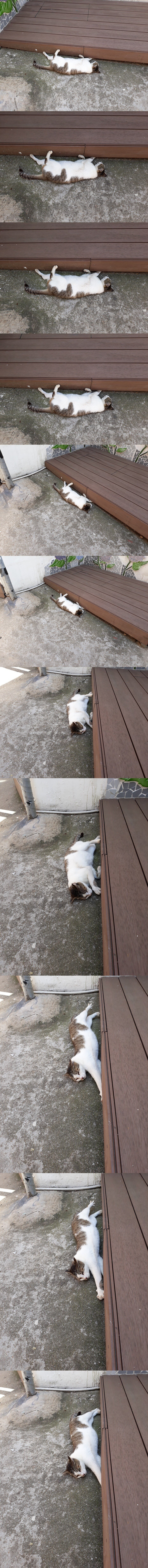 더워서 녹아버린 냥이 | 인스티즈