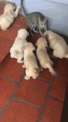 인절미들에게 둘러쌓인 고양이 | 인스티즈