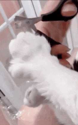 집사가 발톱 깎으라고 알아서 벌려주는 고양이.gif | 인스티즈