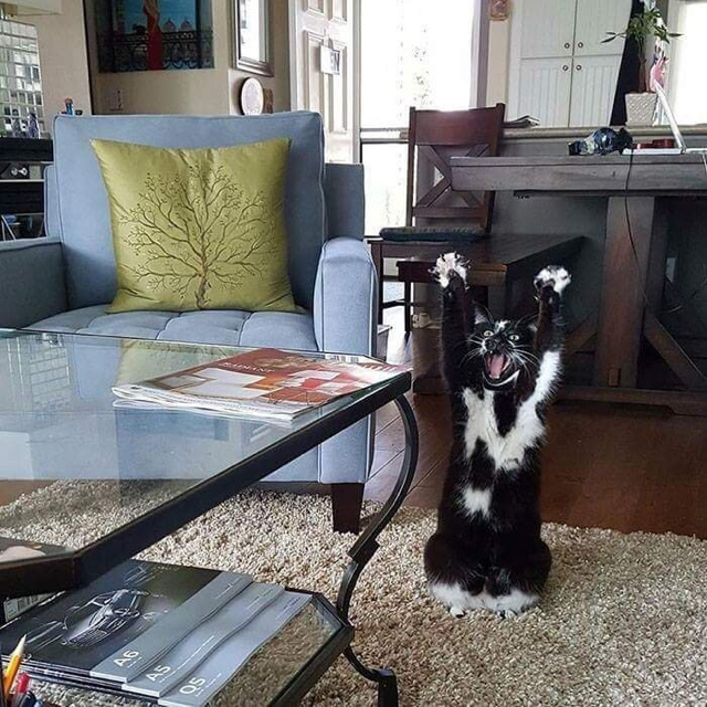 사진찍으면 포즈 취하는 냥이 | 인스티즈