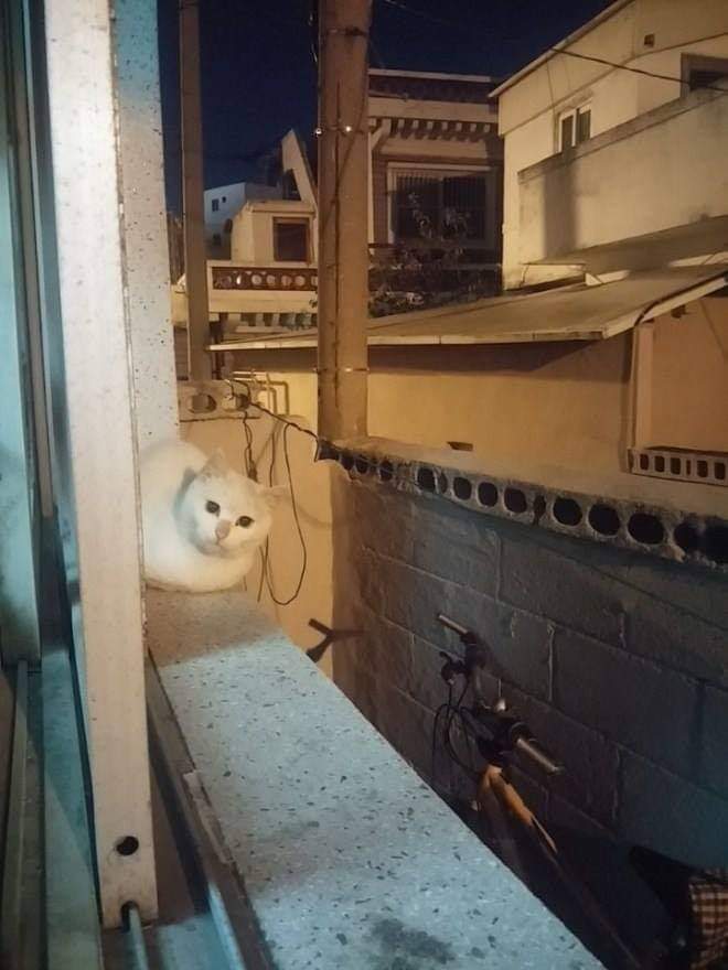 고양이들에게 소문난 집 | 인스티즈