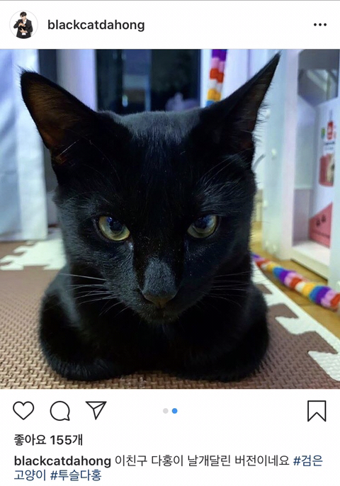 박수홍 고양이 냥스타그램 | 인스티즈