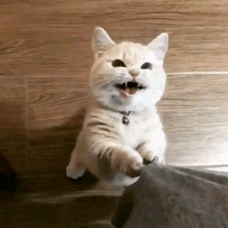 집사야 출근 하지 마라.gif | 인스티즈