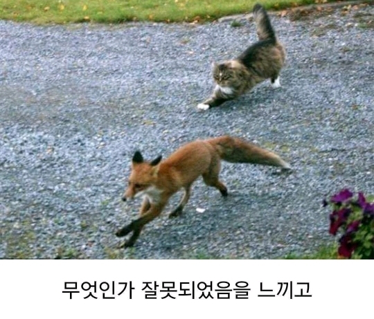 고양이 사냥에 나선 여우 | 인스티즈