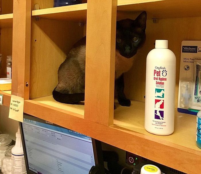 동물병원이 싫은 고양이들.jpg | 인스티즈