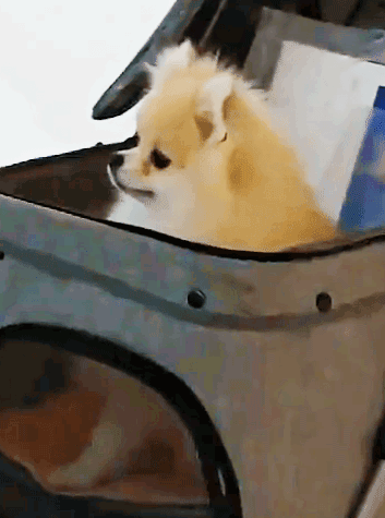 오늘자 트와이스 나연 반려견(포메) 쿠크.jpgif | 인스티즈