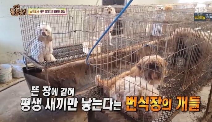 애견샵의 불편한 진실.jpg | 인스티즈