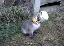 해외여행가서 야생동물 도와주지 말라는 이유 | 인스티즈