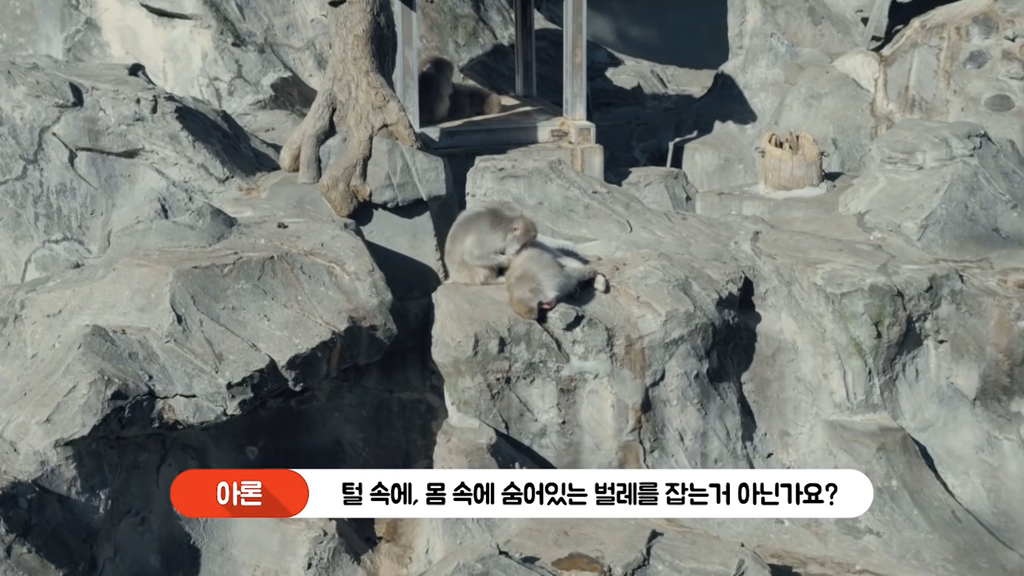 일본인이 밝히는 일본 원숭이의 암수 구분법 | 인스티즈