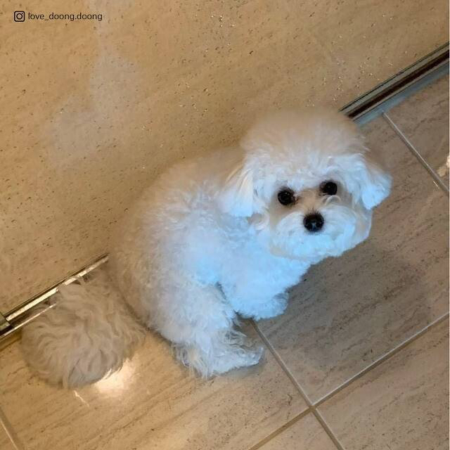 주인을 보호하기 위해 댕댕이가 하는 행동....jpg | 인스티즈