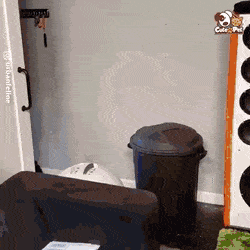 특수부대 냥냥이.gif | 인스티즈