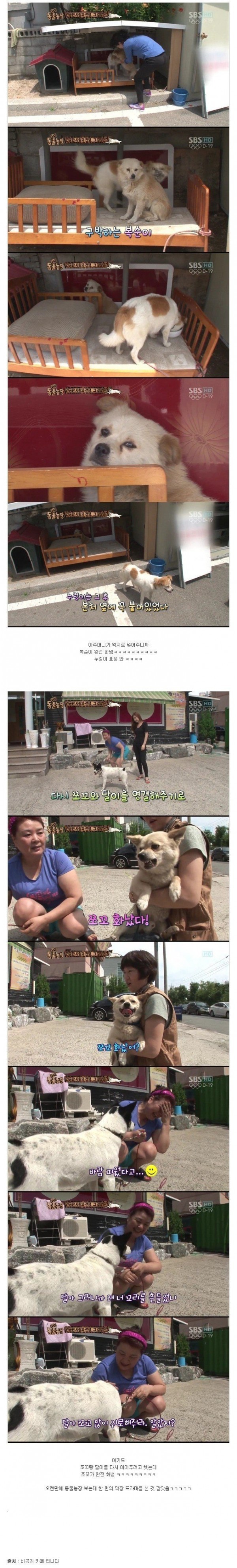 동물농장 레전드 사랑과 전쟁....jpg | 인스티즈