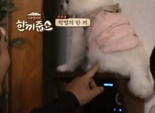 한끼줍쇼에 나온 핵짱귀 댕댕이...양배추.JPG | 인스티즈