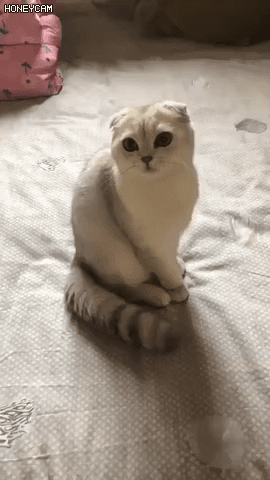 고장난 고양이들 | 인스티즈