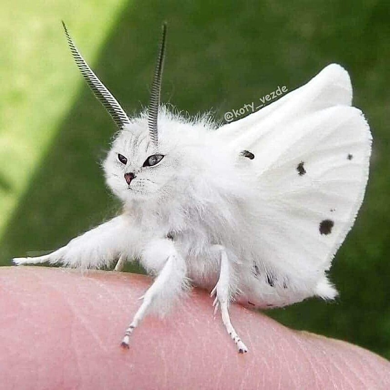 모든동물이 고양이가 된다면?.jpg | 인스티즈