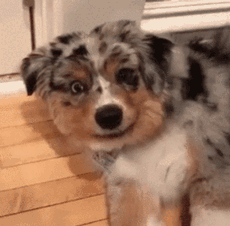 귀여운 댕댕이 짤들 | 인스티즈