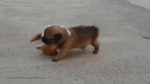 강아지 공격하는 맹수 ㄷㄷ.gif | 인스티즈