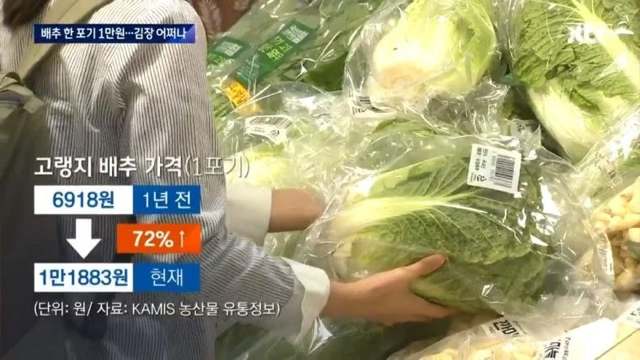 배추 근황.jpg | 인스티즈