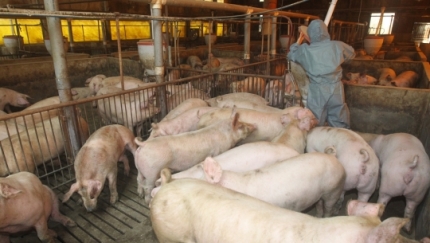 돼지열병이 집중적으로 발생한 파주에서 애완용 돼지 반출한 동물단체.news | 인스티즈