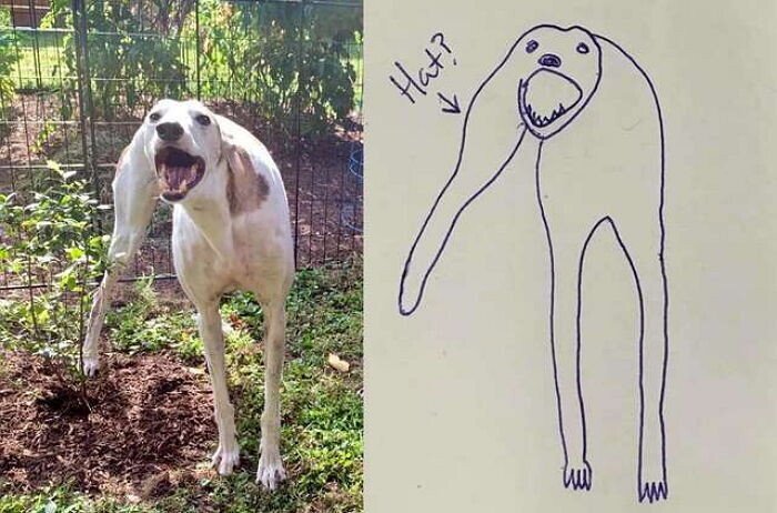 너무 대충 그려줬다는 말에 발끈한 주인이 공개한 '실제' 사진 | 인스티즈