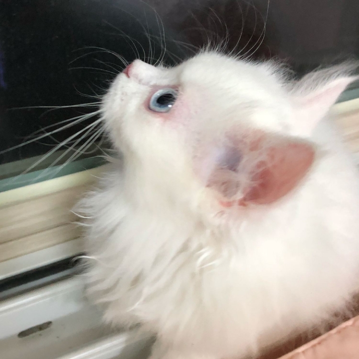 고양이들의 눈동자 | 인스티즈