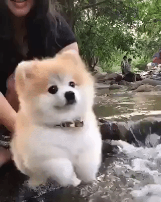 허공에서 수영하는 댕댕이.gif | 인스티즈