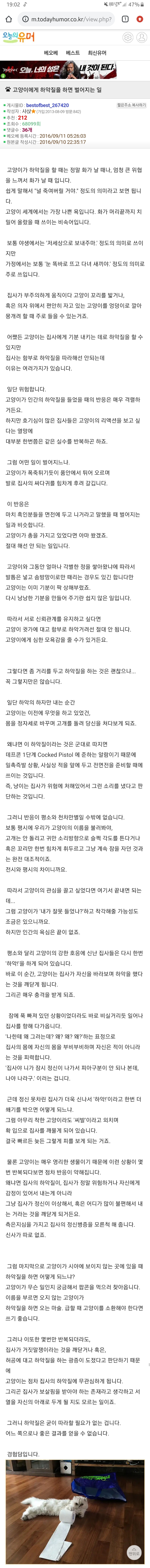 고양이에게 하악질을 하면 벌어지는 일.jpg | 인스티즈
