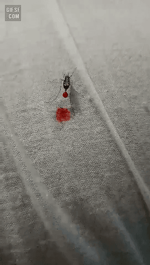 피를 너무많이 빨아서 뱉어내는 좆기 | 인스티즈