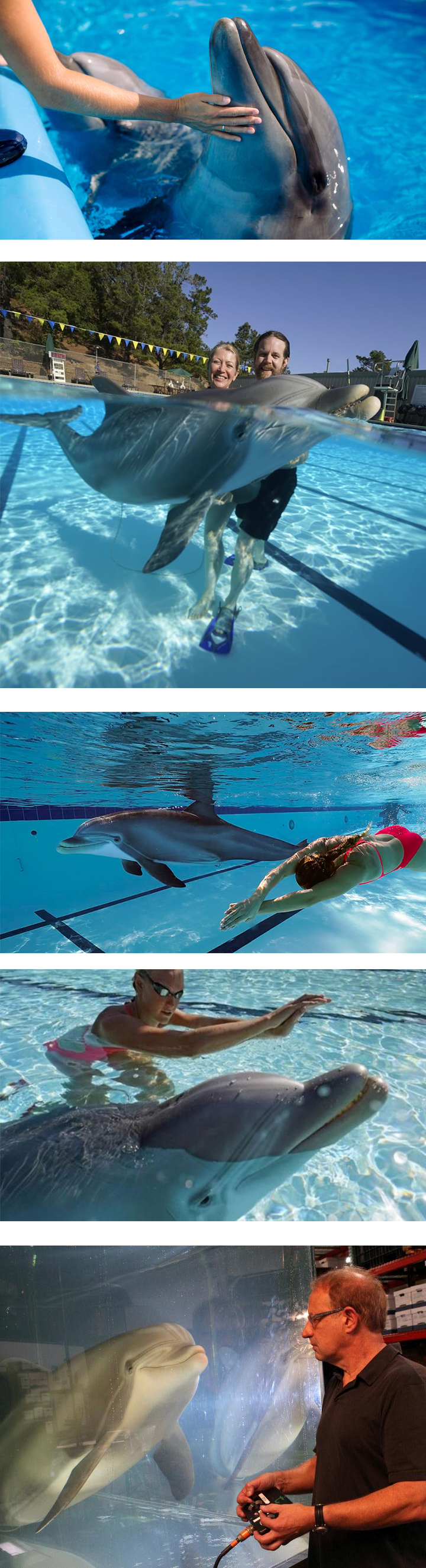 학대 논란 없는 돌고래쇼 돌고래.jpgif | 인스티즈