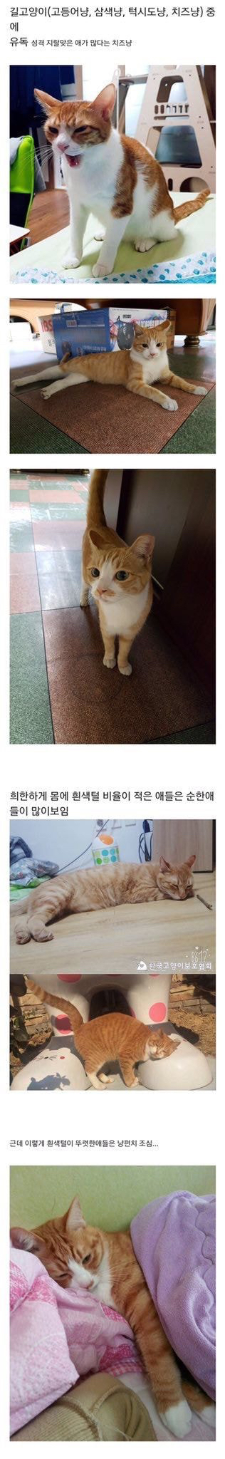 유독 성격이 지랄 맞은 애가 많다는 고양이 종류.cat | 인스티즈