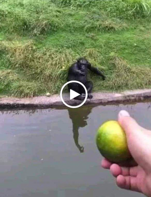 원숭이 낚는방법 | 인스티즈