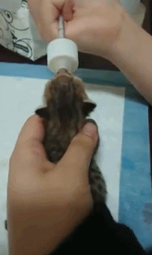 맘마 먹으면 귀가 팔랑거리는 냥이들.....gif | 인스티즈