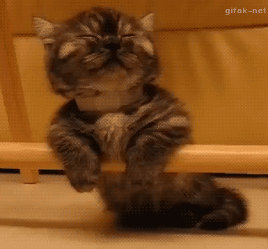 꿀잠 자는 냥이들.gif | 인스티즈