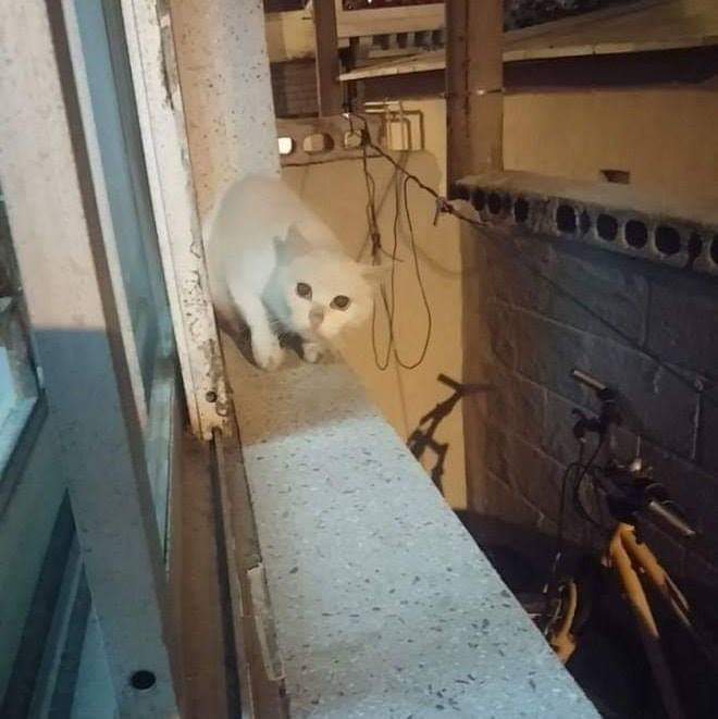 고양이들에게 소문난 집 | 인스티즈