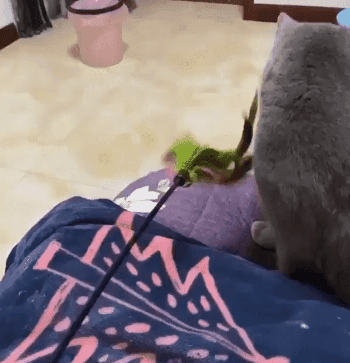 고양이 두마리 키울 때 특징....gif | 인스티즈