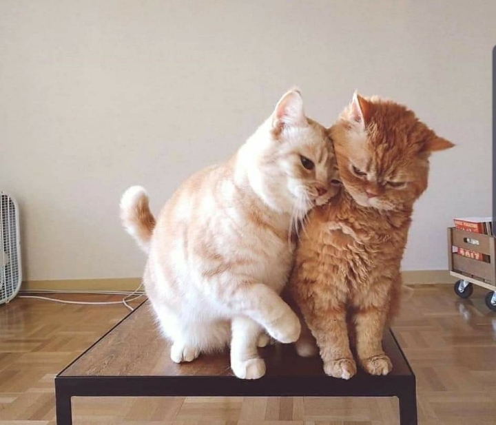 투닥거리다 화해한 고양이 | 인스티즈