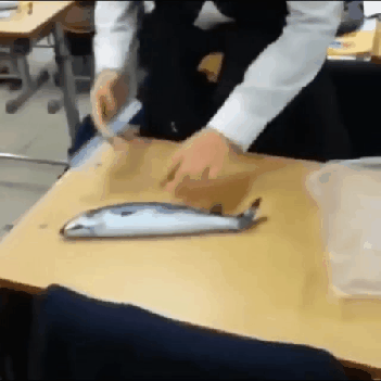 교실에서 고등어 손질하는 학생.gif | 인스티즈