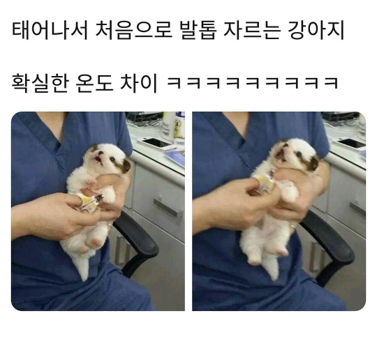 태어나서 처음으로 발톱 자르는 강아지와 고양이 | 인스티즈