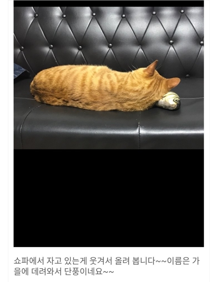 사람처럼 자는 냥이 | 인스티즈