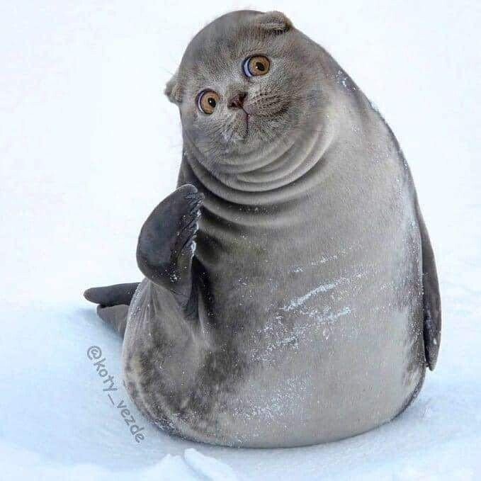 모든동물이 고양이가 된다면?.jpg | 인스티즈