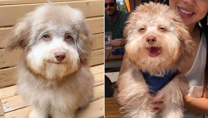 사람처럼 생겼다는 댕댕이.JPG | 인스티즈