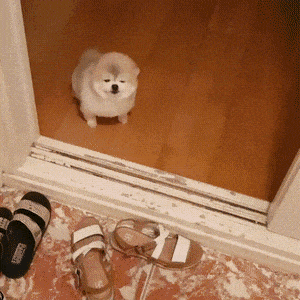 자다 깨서 주인 반기는 강아지.gif | 인스티즈