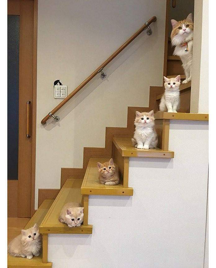 계단별로 있는 냥이 | 인스티즈