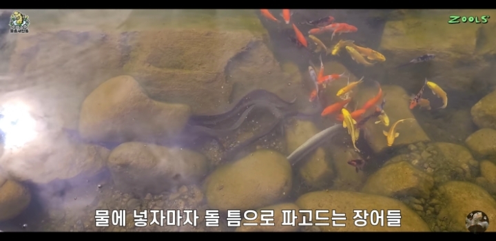 직접 만든 연못에 새로운 어종 추가하는 유튜버.jpg | 인스티즈