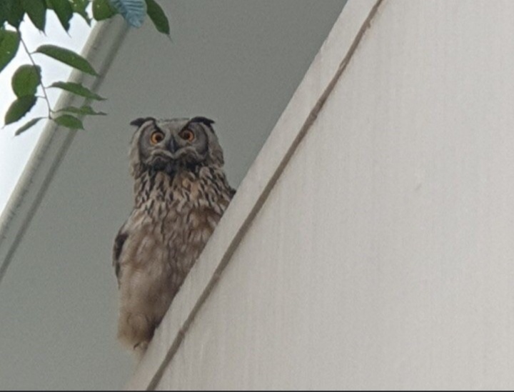 부산 한 아파트에 천연기념물 수리부엉이 출현 | 인스티즈