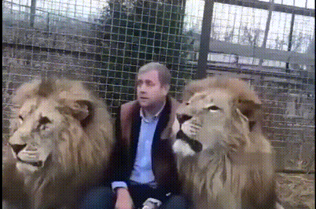 귀여운 사자짤 | 인스티즈