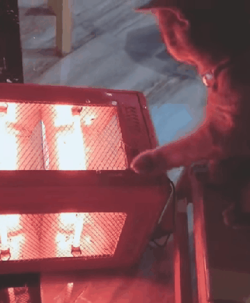 난로에 발 데인 고양이.gif | 인스티즈