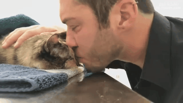 15년 키운 고양이와 작별하는 주인.gif | 인스티즈