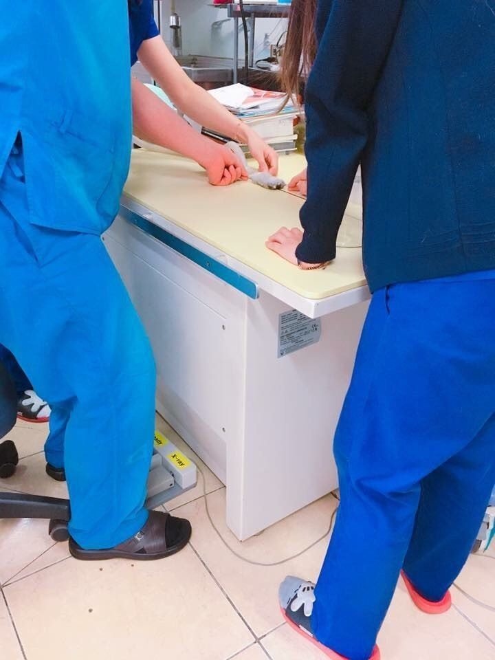 엑스레이 찍는 햄스터.jpg | 인스티즈