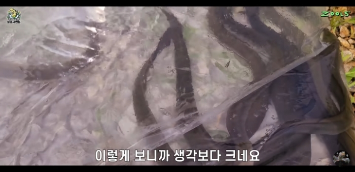 직접 만든 연못에 새로운 어종 추가하는 유튜버.jpg | 인스티즈